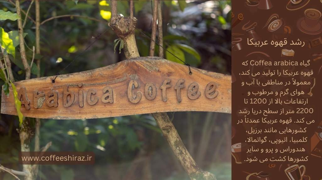 رشد قهوه عربیکا